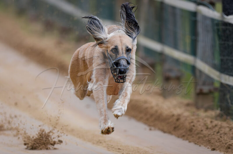 Windhund im Renngalopp beim NWR Training am 29.08.2026