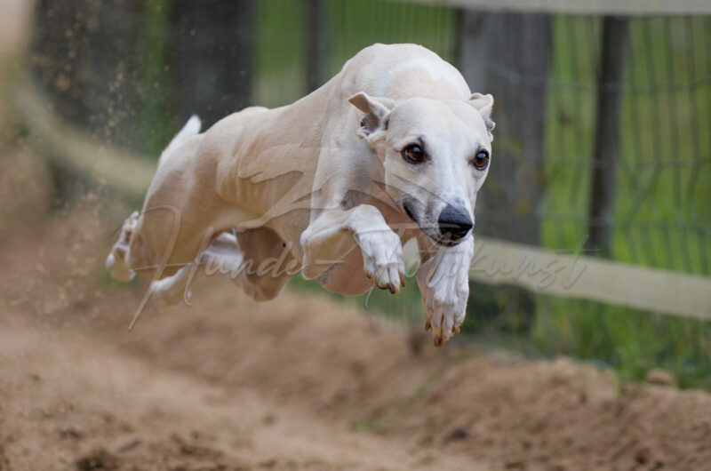 Windhund im Renngalopp beim NWR Training am 29.08.2026