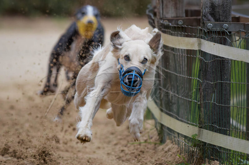 Windhund im Renngalopp beim NWR Training am 29.08.2026