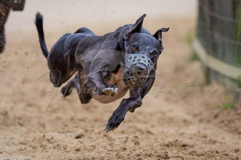 Windhund im Renngalopp beim NWR Training am 29.08.2026