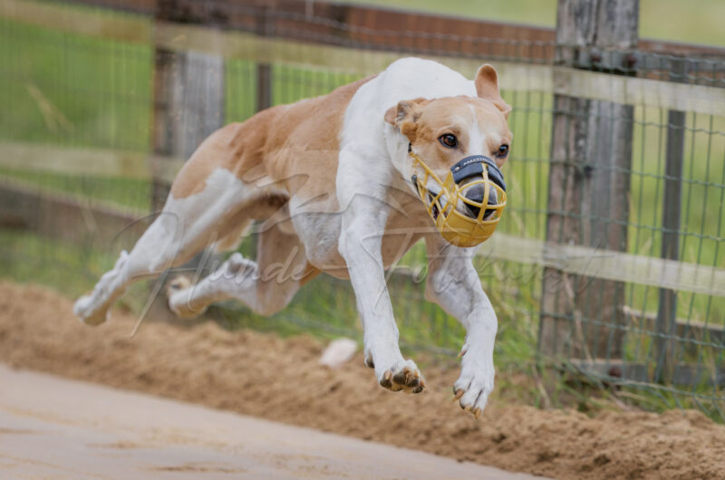 Windhund im Renngalopp beim NWR Training am 29.08.2026