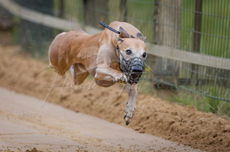 Windhund im Renngalopp beim NWR Training am 29.08.2026