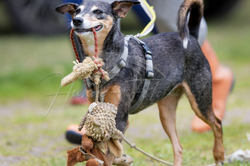 Windhund im Renngalopp beim NWR Training am 29.08.2026