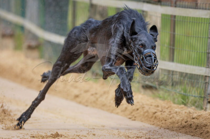 Windhund im Renngalopp beim NWR Training am 29.08.2026