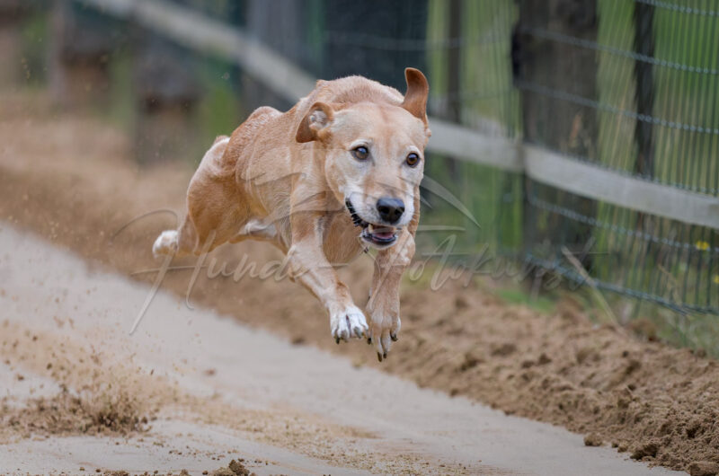 Windhund im Renngalopp beim NWR Training am 29.08.2026