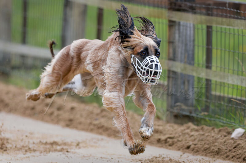 Windhund im Renngalopp beim NWR Training am 29.08.2026